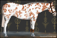 Horse Color:White Spotted Chocolate Silver Bay Appaloosa 