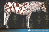 Horse Color:Chocolate Silver Brown Appaloosa 
