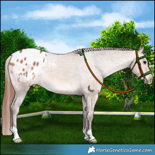 Horse Color:Chocolate Brown Dun Appaloosa