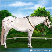 Horse Color:Chocolate Brown Dun Blanket 