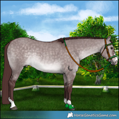 Horse Color:Platinum Chocolate Brown Dun Rabicano 