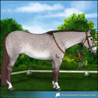 Horse Color:Platinum Chocolate Brown Dun Rabicano 