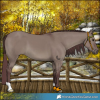 Horse Color:Chocolate Grullo 