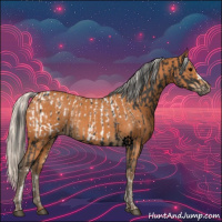 Horse Color:Black Appaloosa  and Silver Bay 