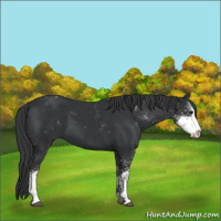 Horse Color:Black Sabino 