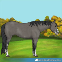 Horse Color:Grullo Sabino Rabicano 