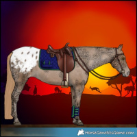 Horse Color:Black Ice Pearl Appaloosa Rabicano 