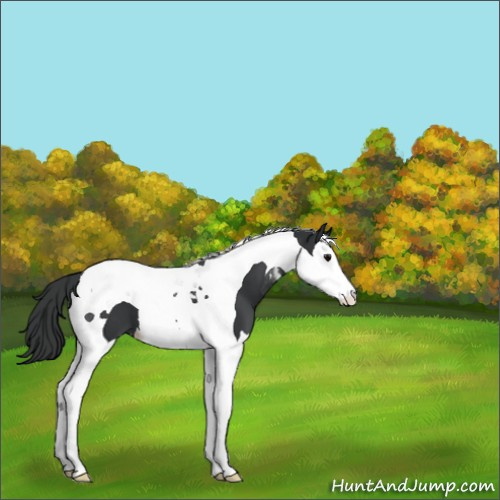 Horse Color:Black Splash Tobiano 