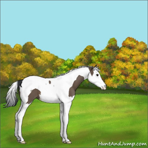 Horse Color:Brown Dun Splash Tobiano 