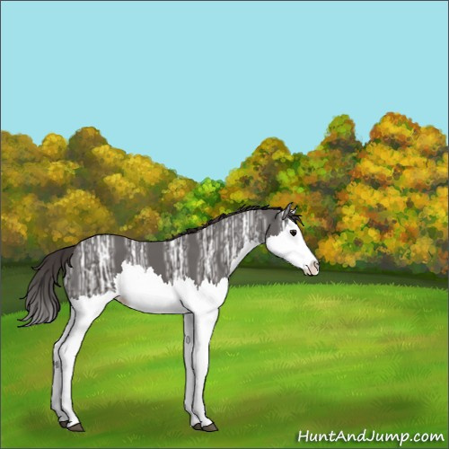 Horse Color:Smoky Black Ice Splash 