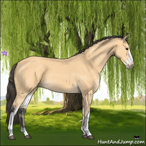 Horse Color:Buckskin Sabino
