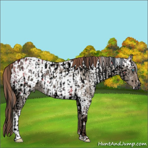 Horse Color:ERROR: UNKNOWN ANOMALY and White Spotted Classic Champagne Ice Dun Appaloosa 