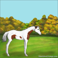 Horse Color:Brown Splash Tobiano 