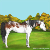 Horse Color:White Spotted Brown Splash 