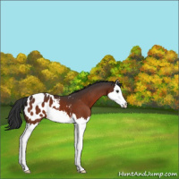 Horse Color:Brown Splash Appaloosa 