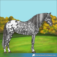 Horse Color:Black Appaloosa 