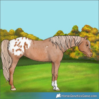 Horse Color:Chestnut Appaloosa 