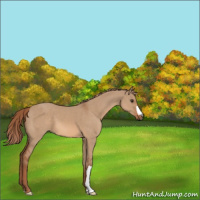 Horse Color:Red Dun 