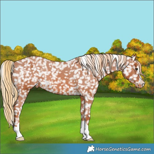 Horse Color:Chestnut Appaloosa 