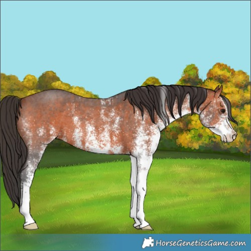 Horse Color:White Spotted Bay 