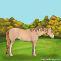 Horse Color:Gold Champagne Splash 