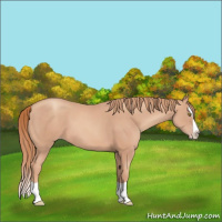 Horse Color:Gold Champagne Splash 
