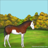 Horse Color:Brown Splash 