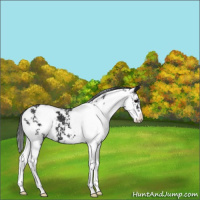 Horse Color:Black Sabino 
