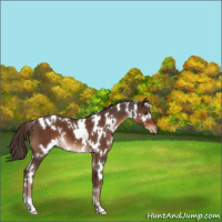 Horse Color:White Spotted Liver Chestnut 
