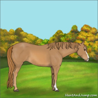 Horse Color:Chestnut Sabino 