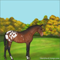 Horse Color:Bay Sabino Appaloosa 
