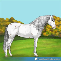 Horse Color:White Spotted Liver Red Dun Appaloosa 