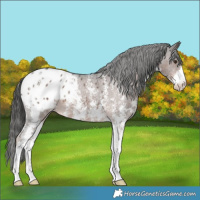 Horse Color:Liver Chestnut Sabino Appaloosa 