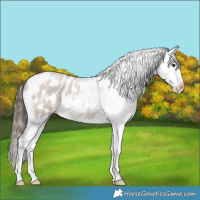Horse Color:Liver Red Dun Roan Appaloosa 