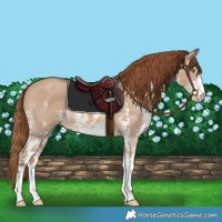 Horse Color:Red Dun Sabino 