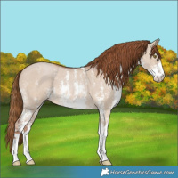 Horse Color:Red Dun Sabino 