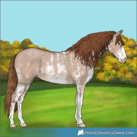 Horse Color:Red Dun Sabino 