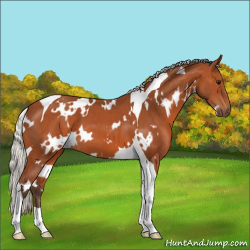 Horse Color:White Spotted Silver Bay Tobiano 