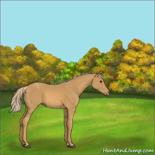 Horse Color:Palomino 