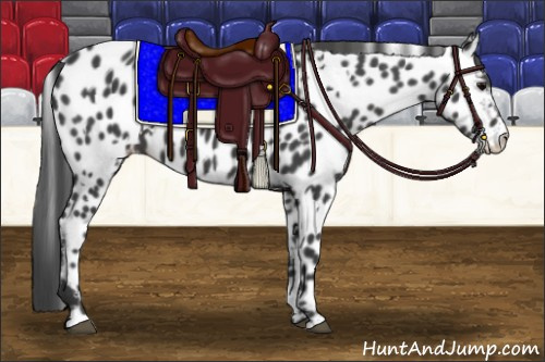 Horse Color:White Spotted Black Appaloosa