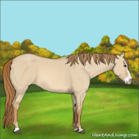 Horse Color:Red Dun Sabino 