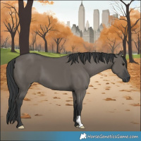 Horse Color:Grullo 