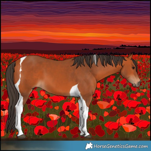 Horse Color:Bay Tobiano