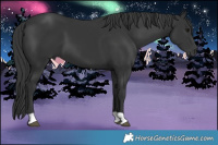 Horse Color:Black 