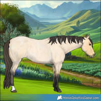 Horse Color:Buckskin Roan 
