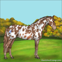 Horse Color:Chestnut Appaloosa 