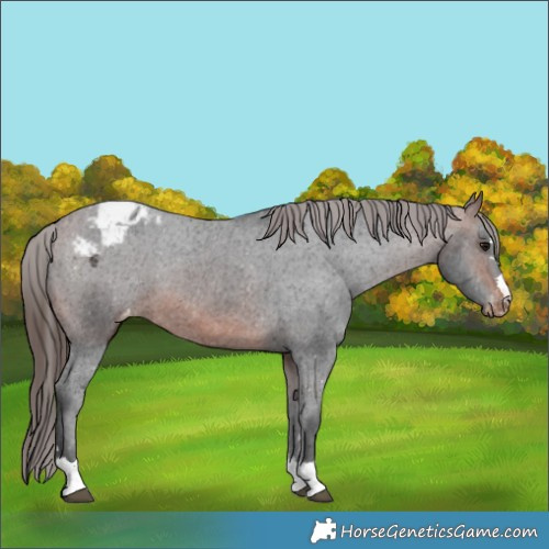 Horse Color:Brown Appaloosa 