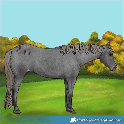 Horse Color:Smoky Black Appaloosa 