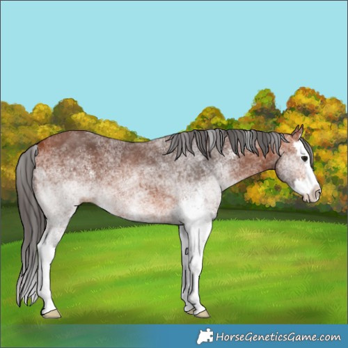 Horse Color:White Spotted Bay Splash 