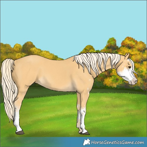 Horse Color:Palomino Sabino 